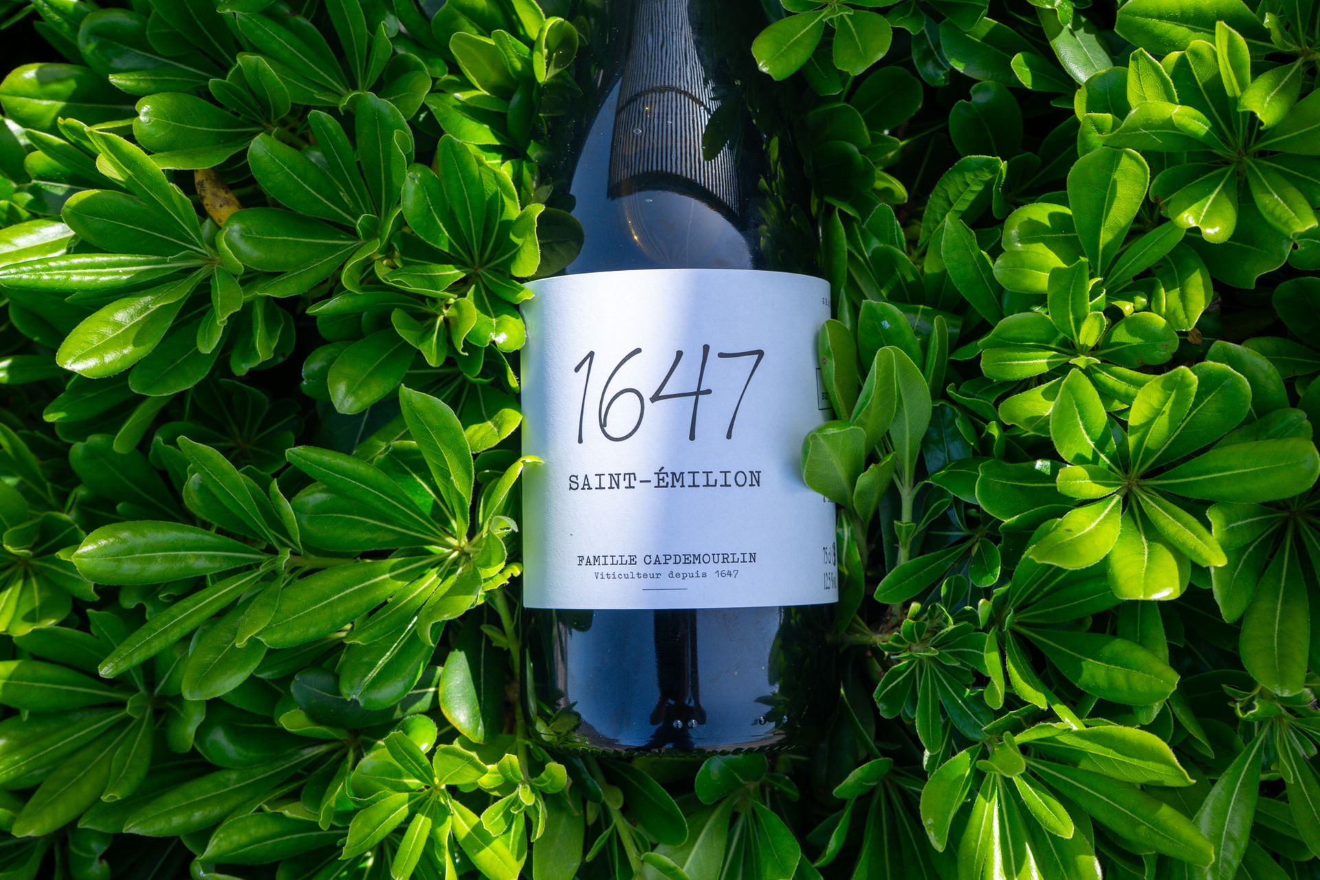 1647, notre nouveau vin, frais, fruité et léger !